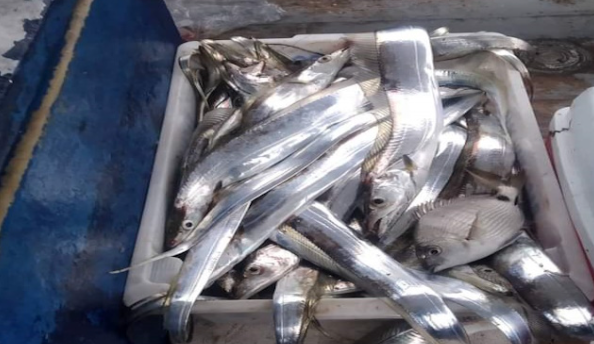 Pesca de peixe Espada